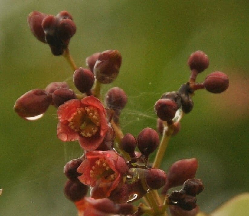 Cratoxylum