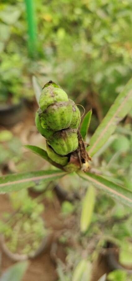 Barleria a cono di luppolo