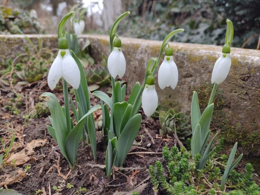 Große Schneeglöckchen 17