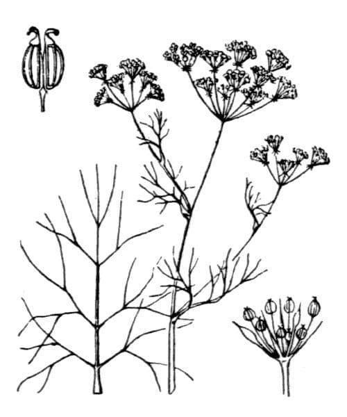 Ammoides pusilla 16