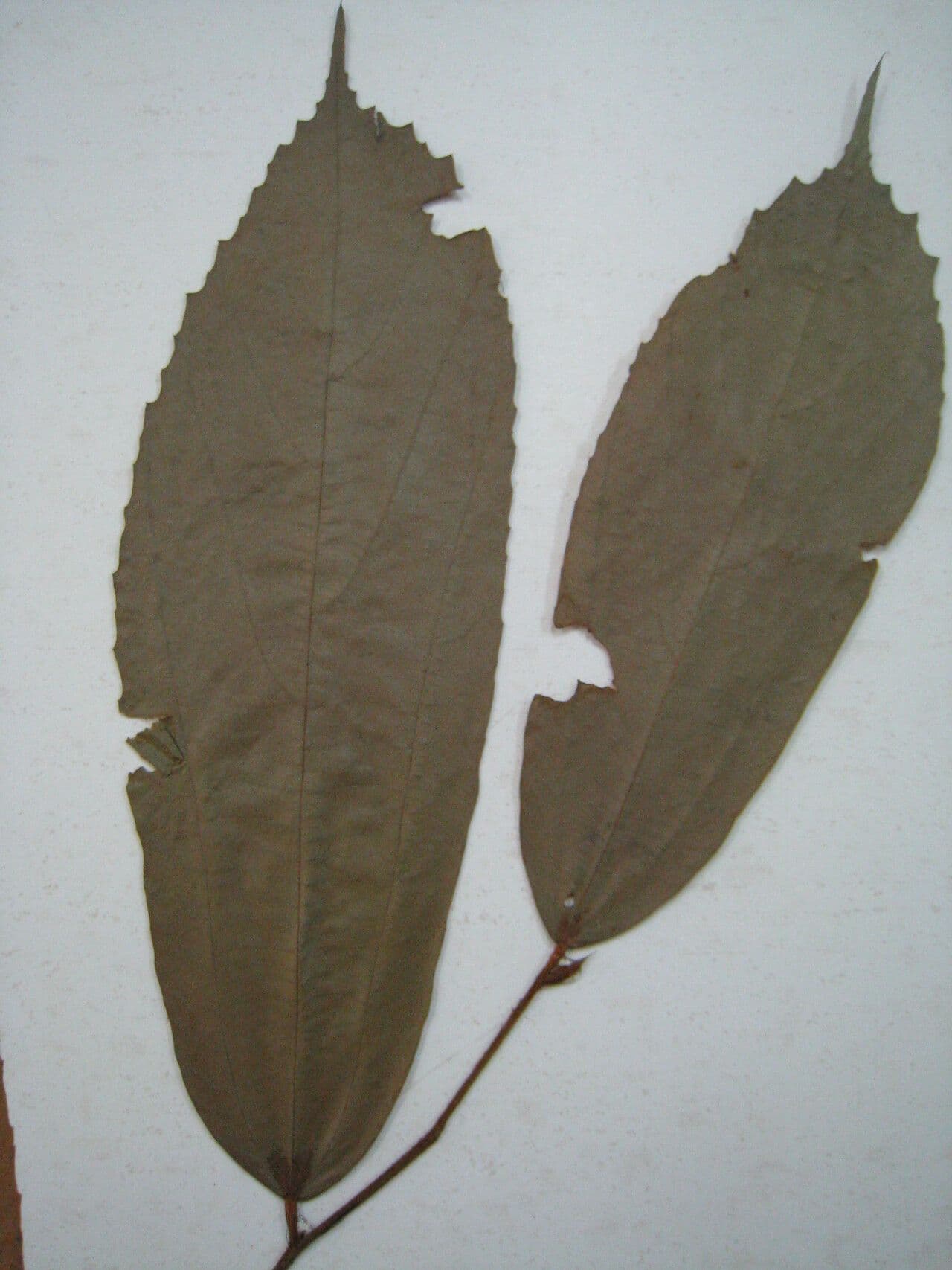 Lueheopsis 3
