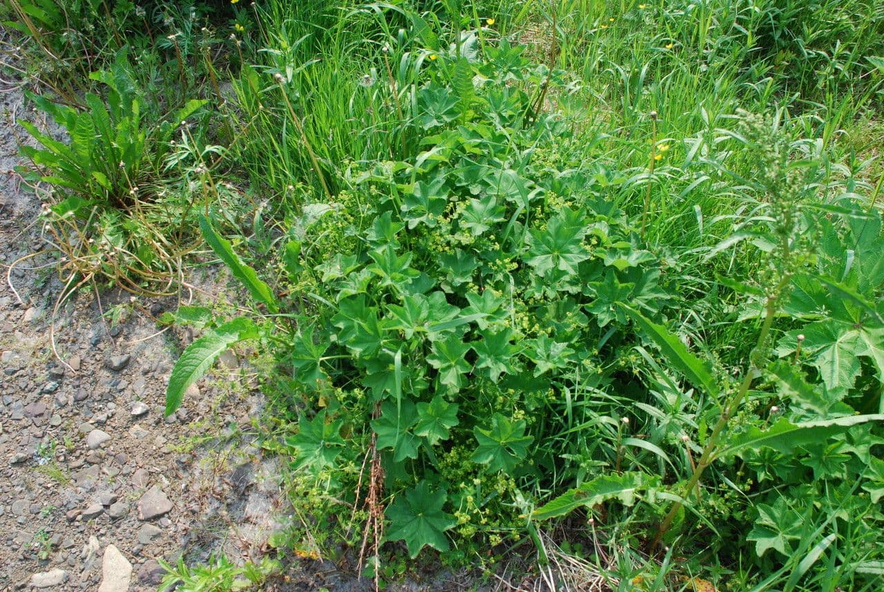 Alchemilla 8