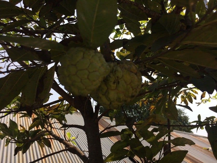 Pimientillo 3