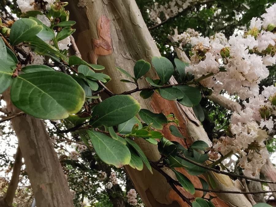 Lagerstroemia splendide 17