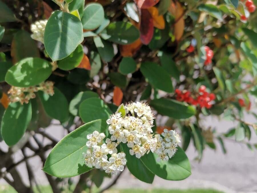 Cotonéaster cotoneaster 10