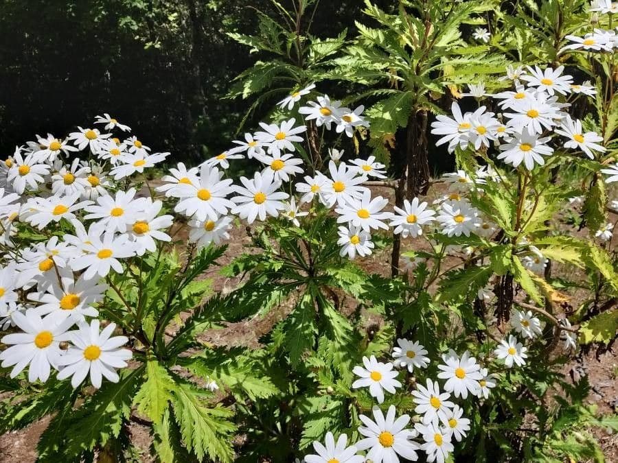 Argyranthemum 5