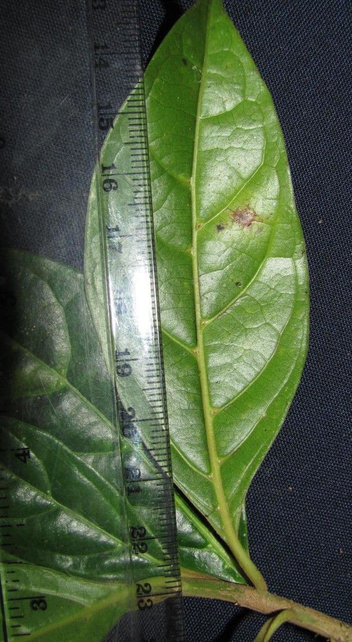 Ocotea 6