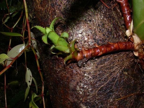 Aechmea nudicaulis 27