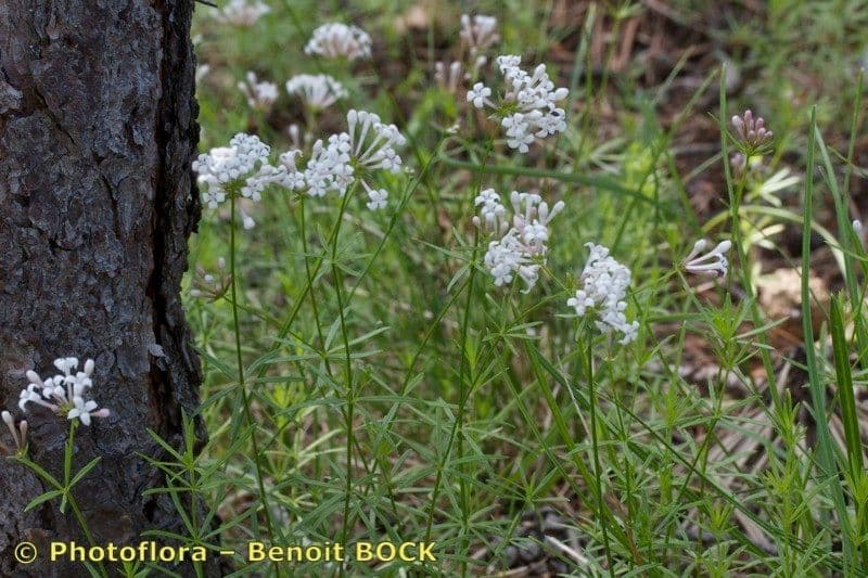 Asperula a sei foglie 10