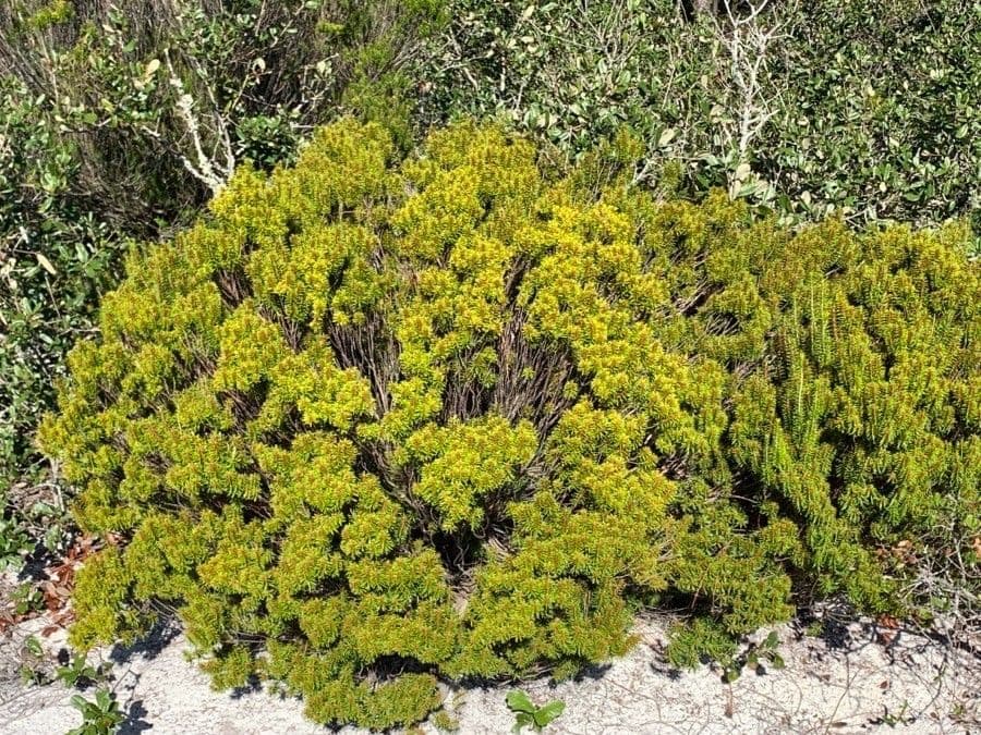 Romarin des dunes 7