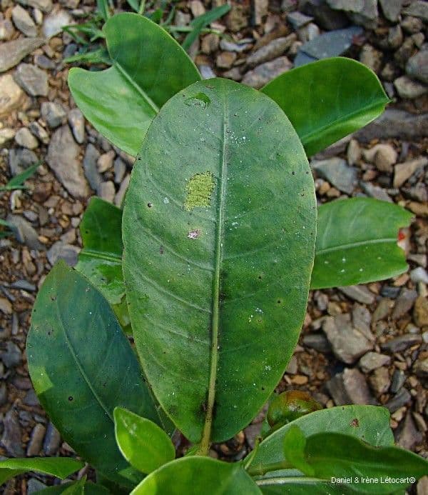Psychotria 8