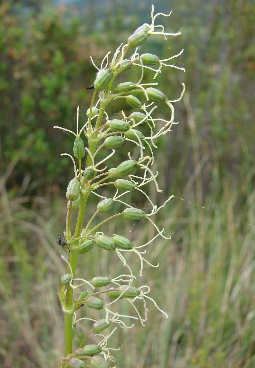 Silene otite 10