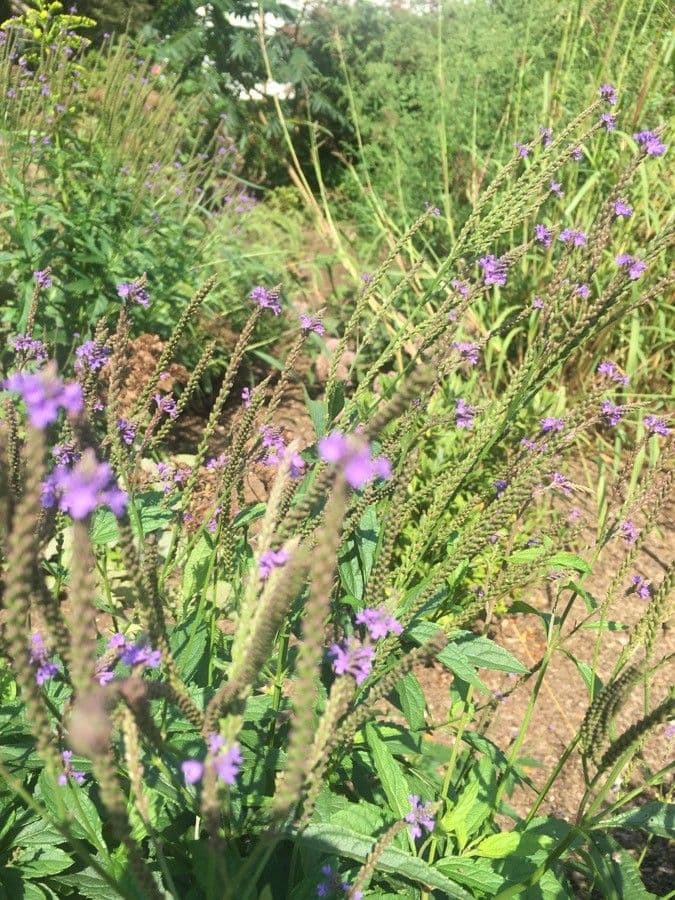 Verbena estricta 4