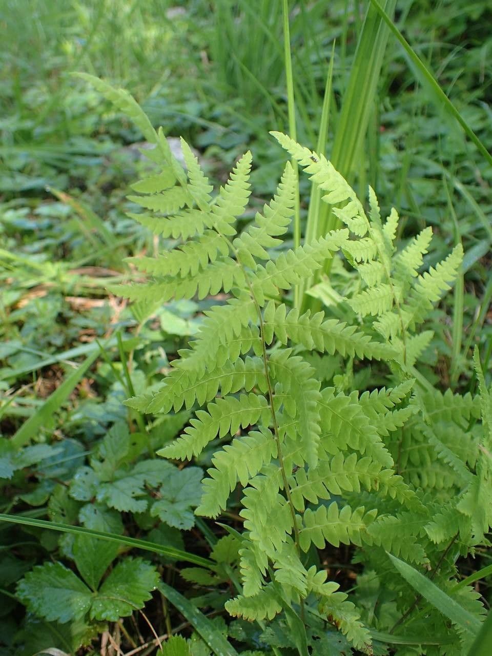 Felce di palude 2