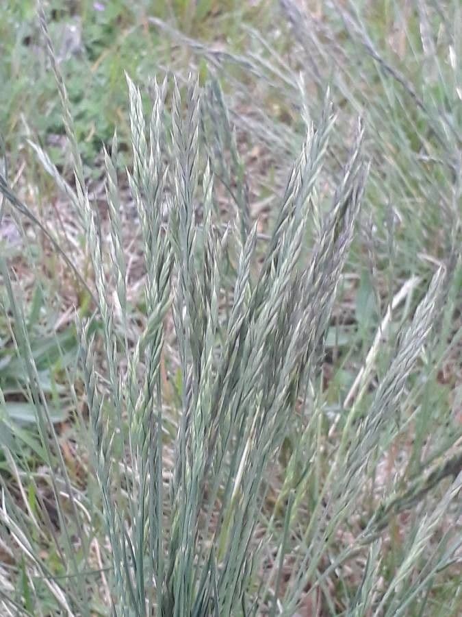 Festuca marginata 5