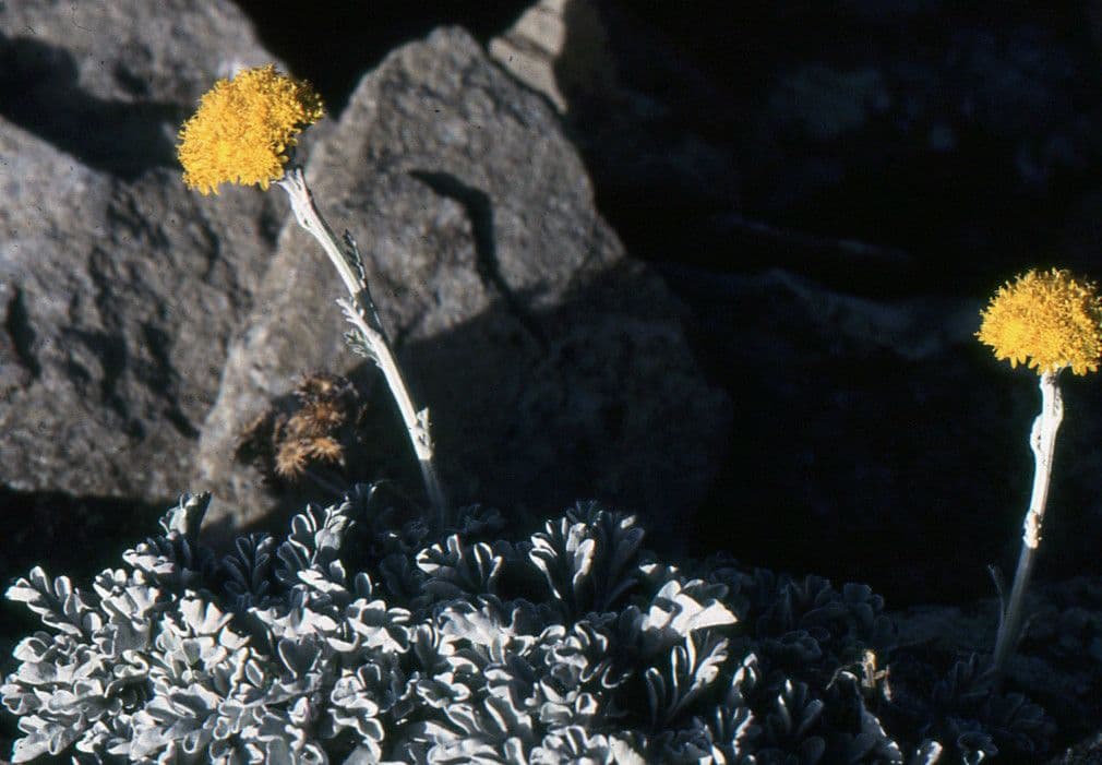 Senecio leucofillo 6
