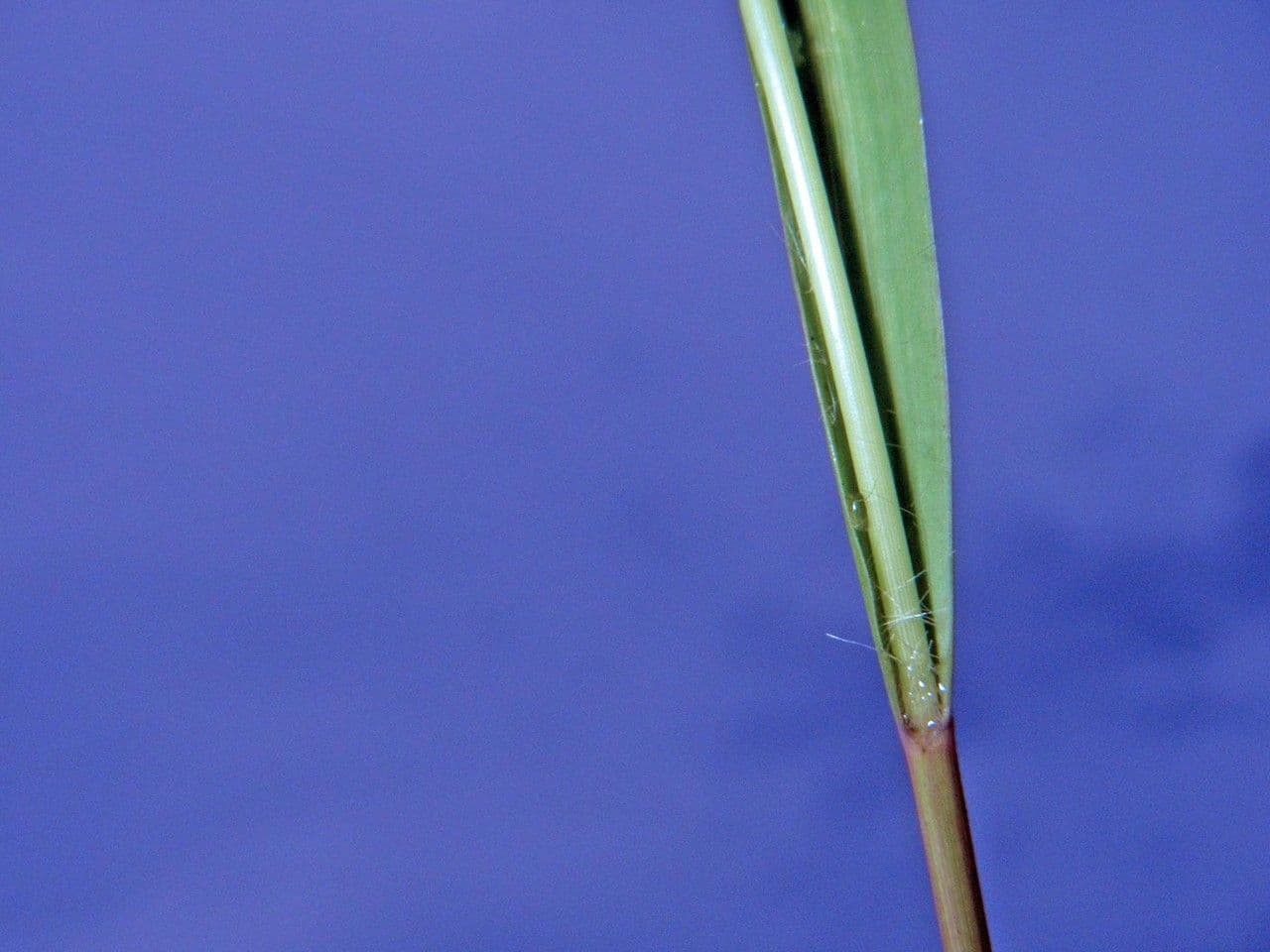 Eragrostis 8