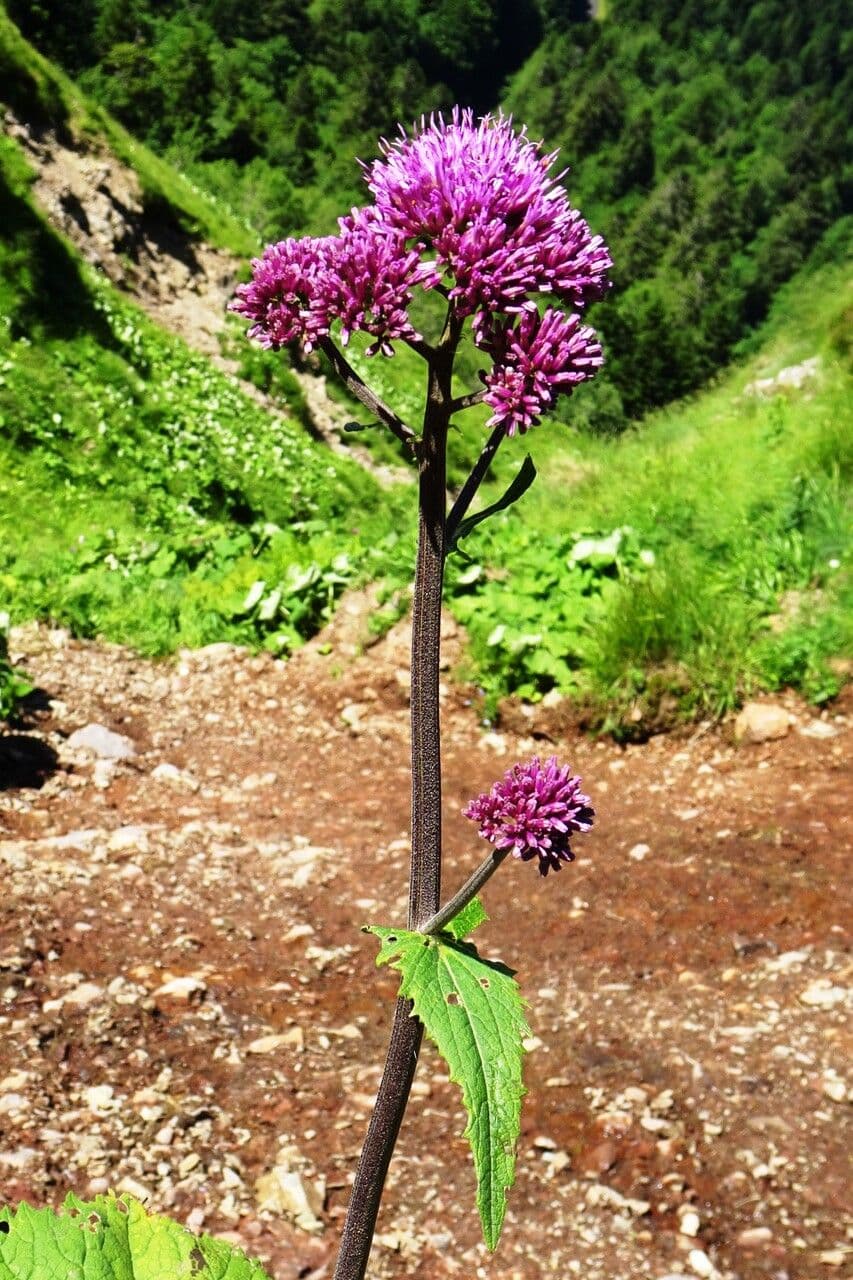 Grauer Alpendost 8