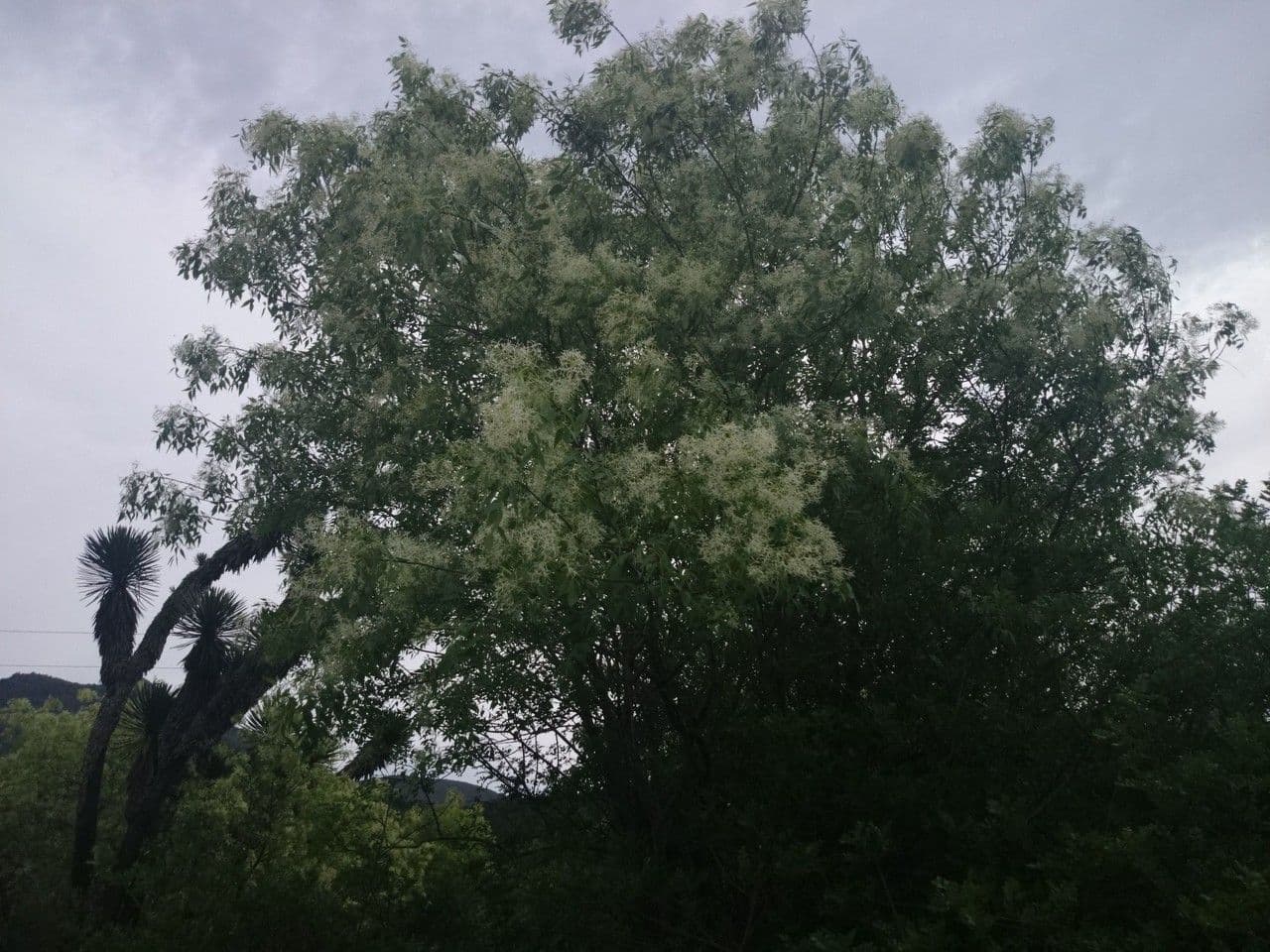 Fraxinus cuspidata 10