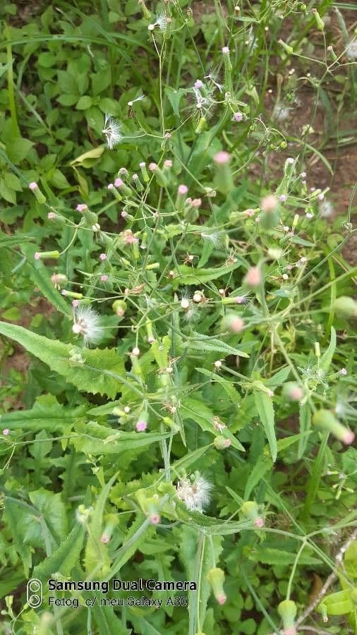 Emilia sonchifolia 12