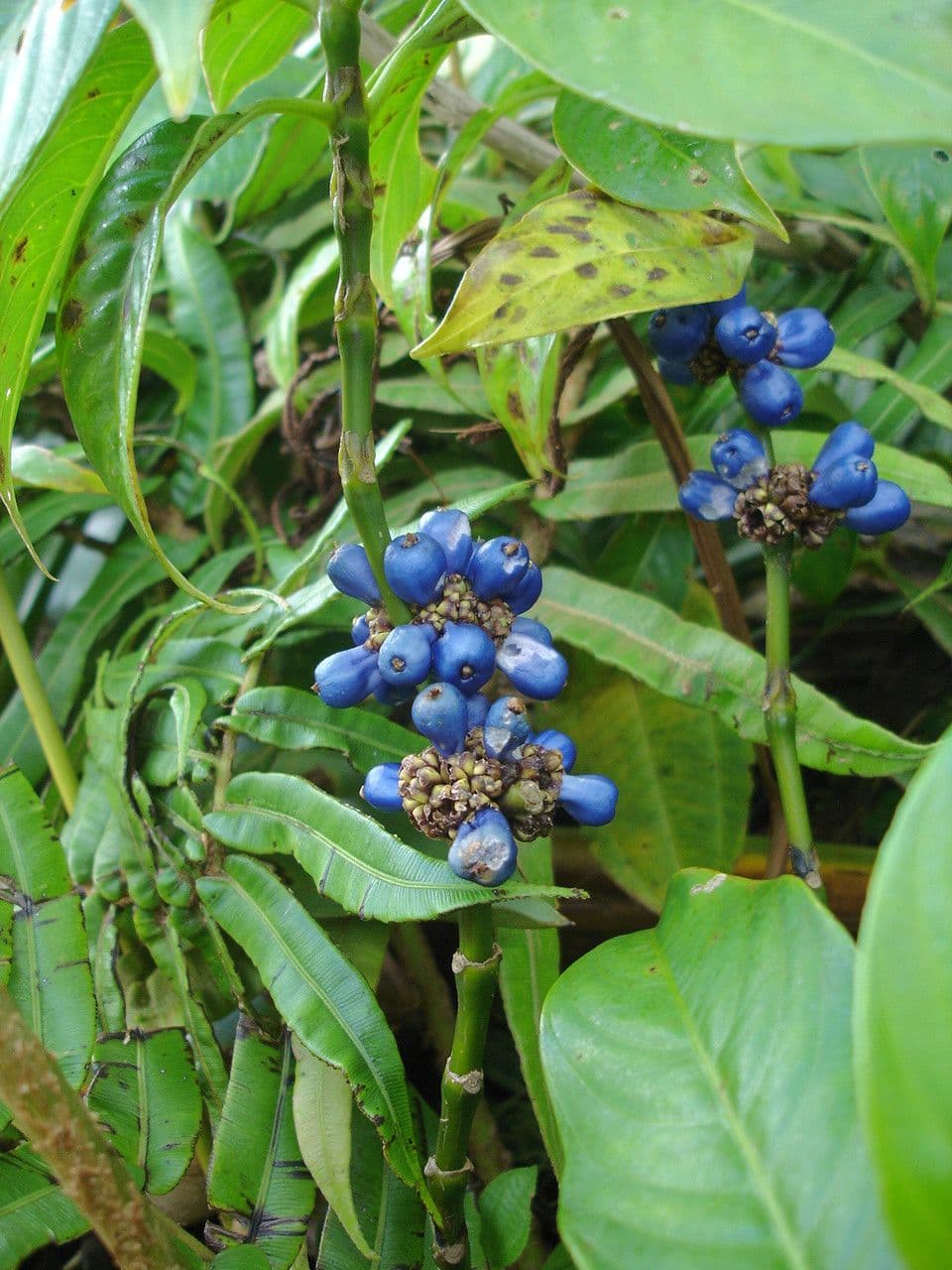 Palicourea axillaris 6