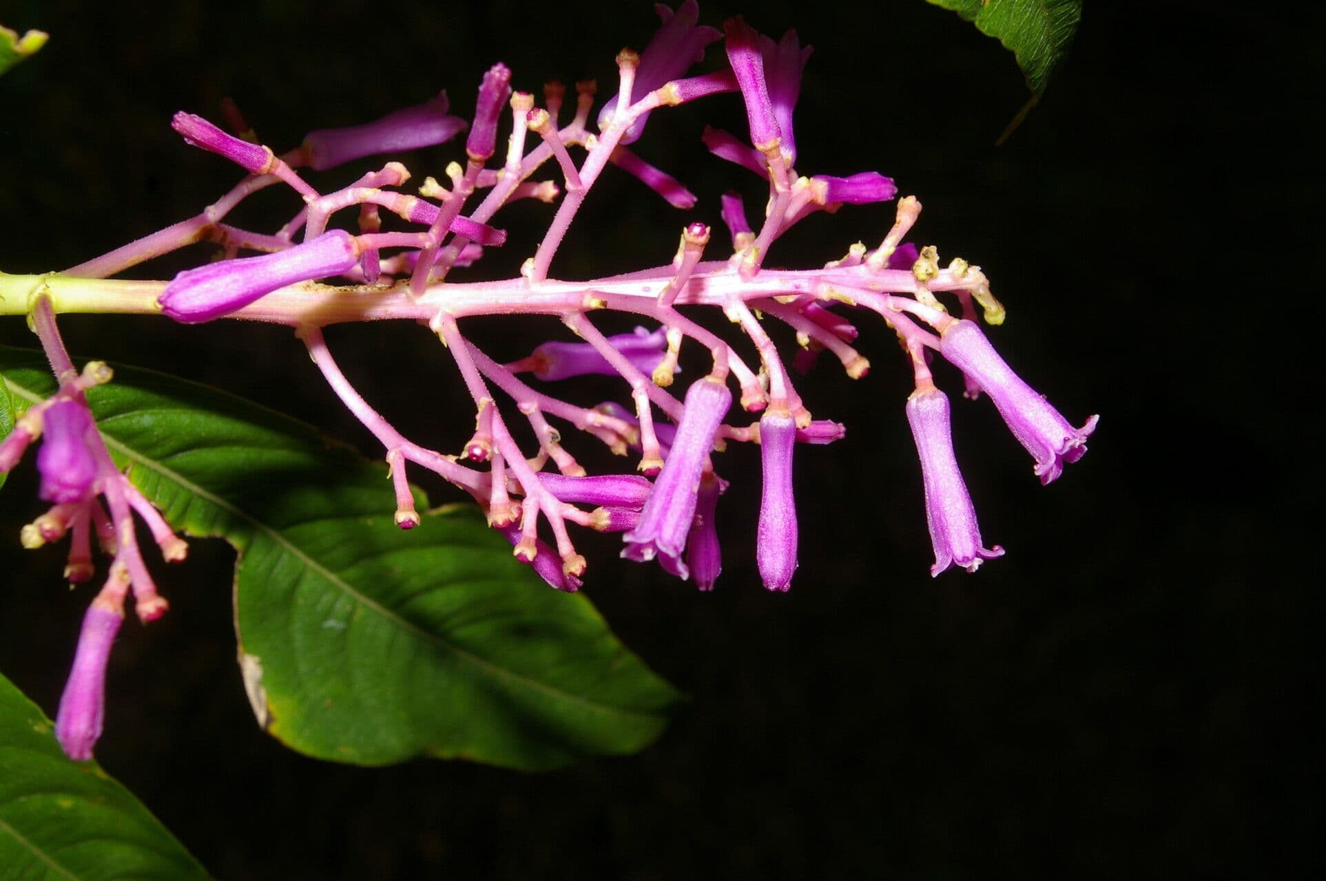 Palicourea 3