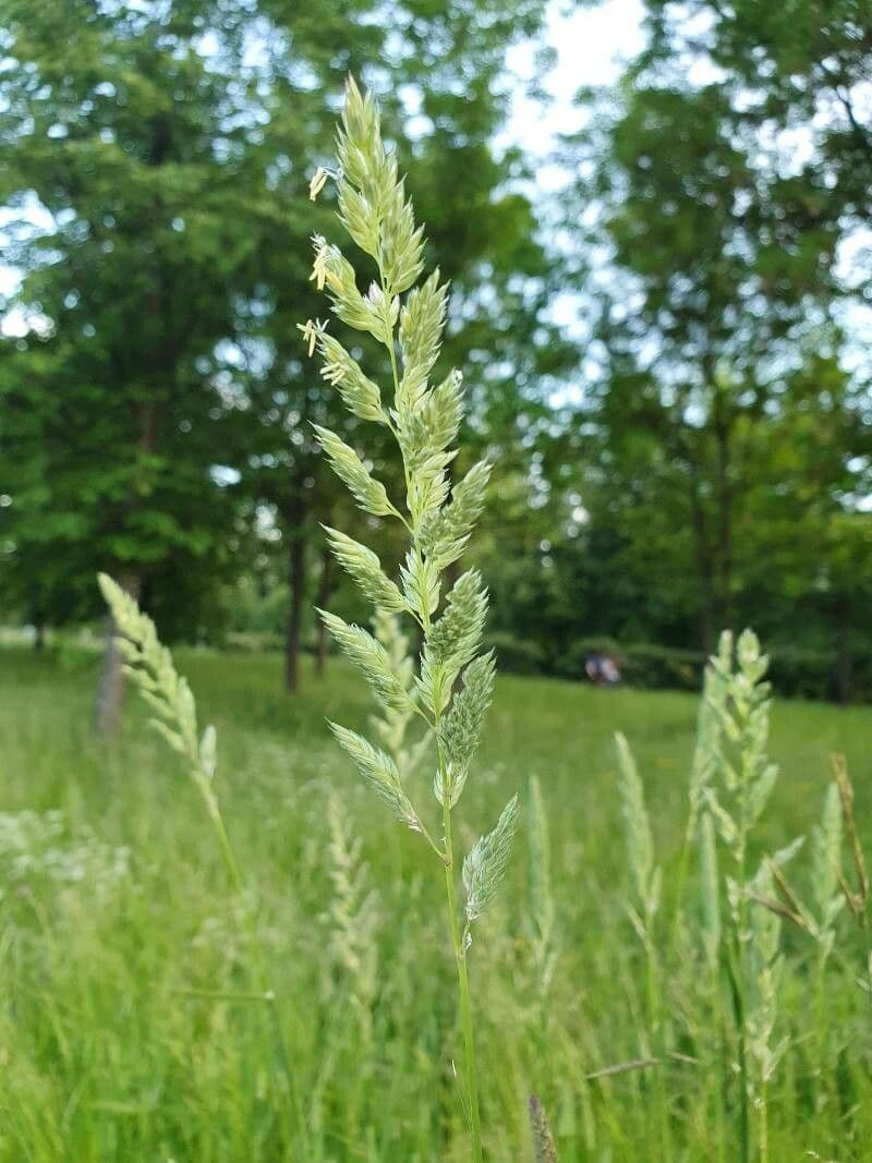 Jílek mnohokvětý 9