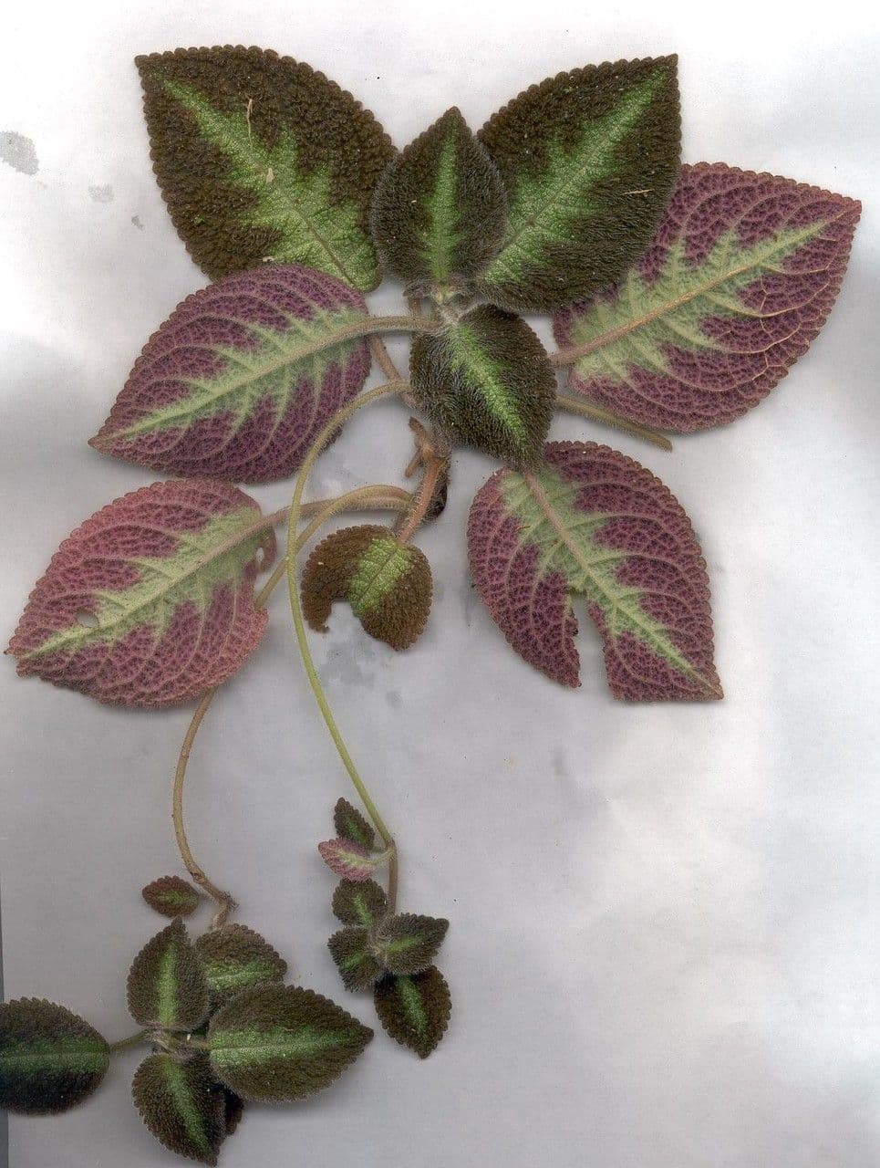 Episcia 18