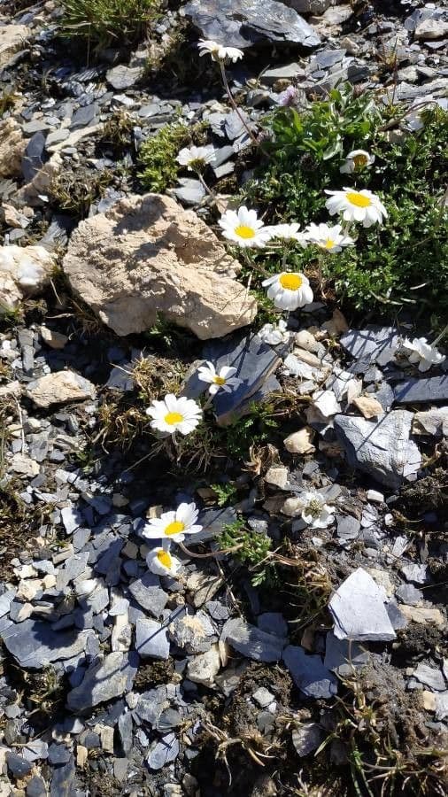 Alpen-Margerite 6