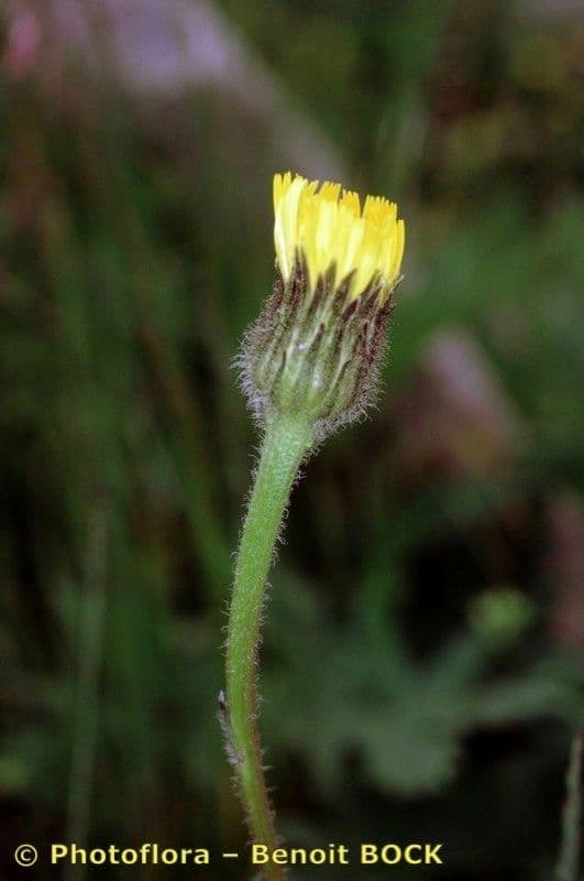 Costolina macchiata 26