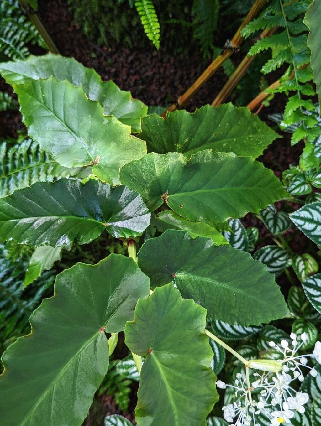 Begonia 9