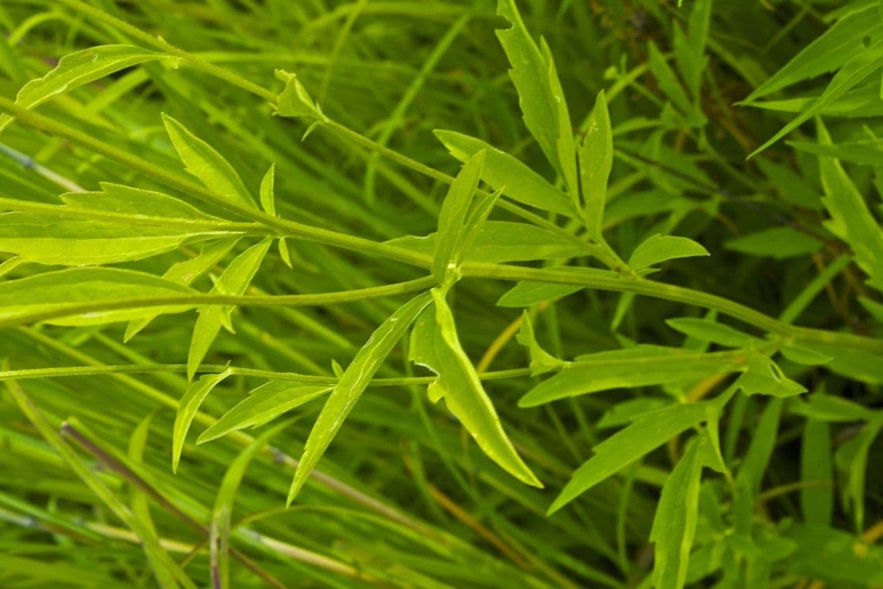 Ratibida pinnata 16