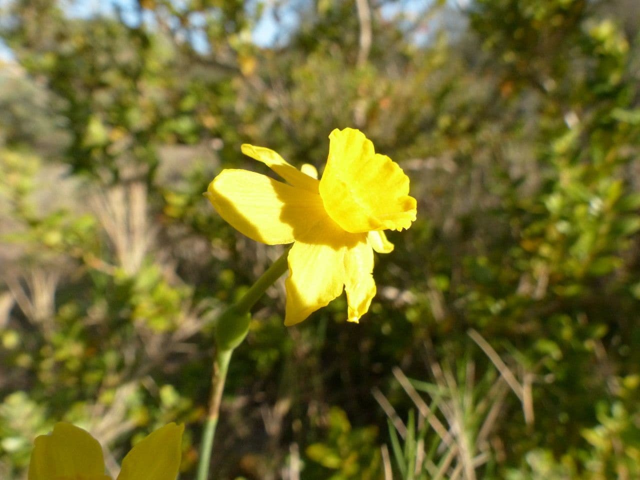 Narciso 16