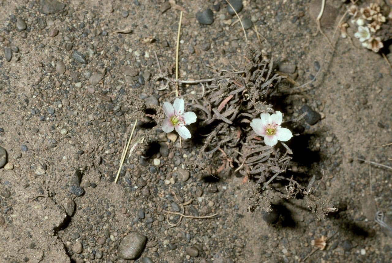 Montiopsis