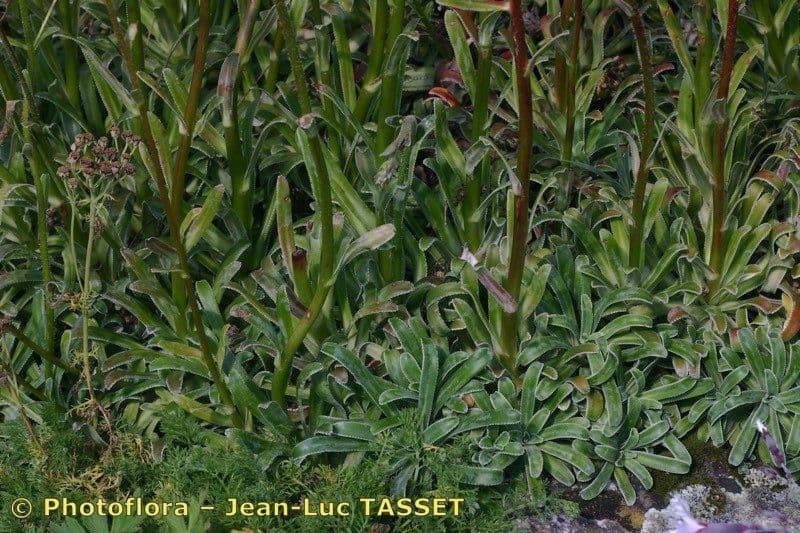 Saxifraga hostii 9