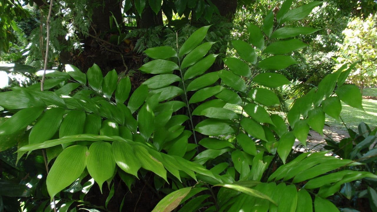 Zamia