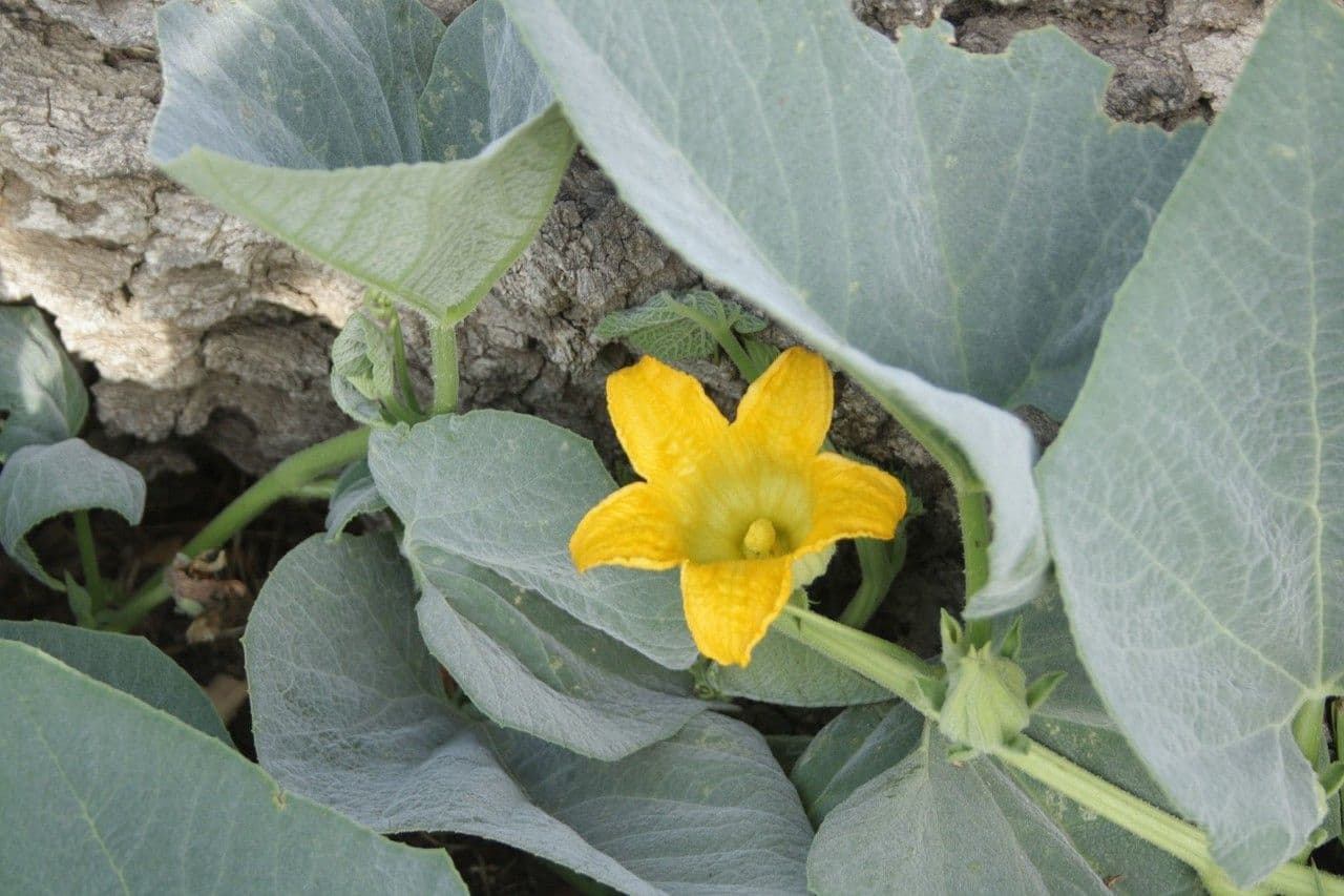 Zucca fetida 9
