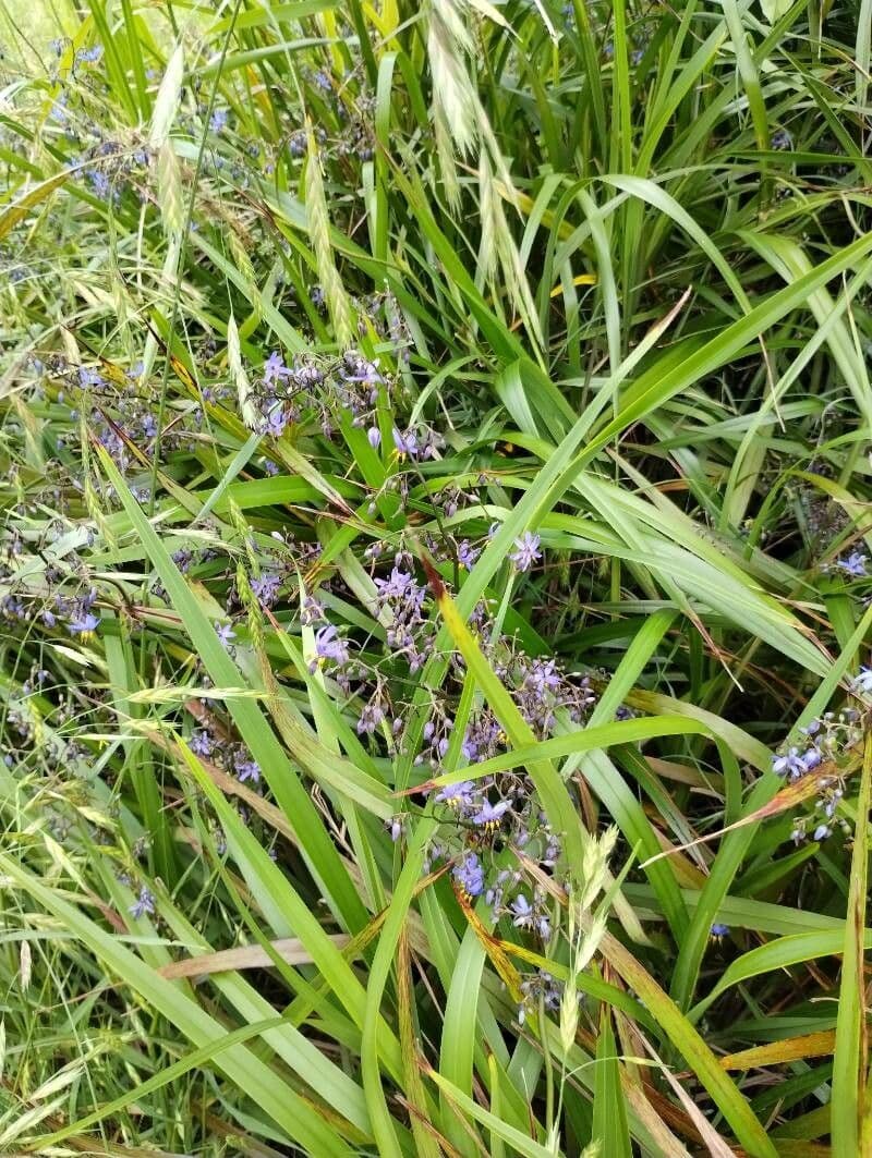 Dianella modrá 12