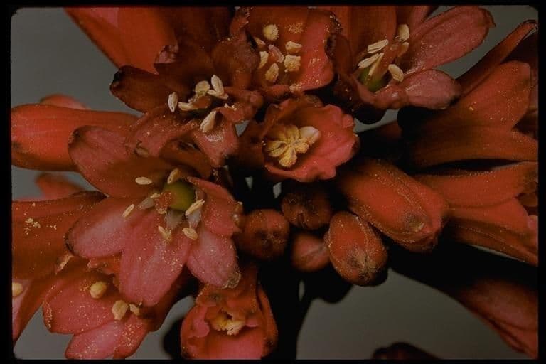 Klintonia 19