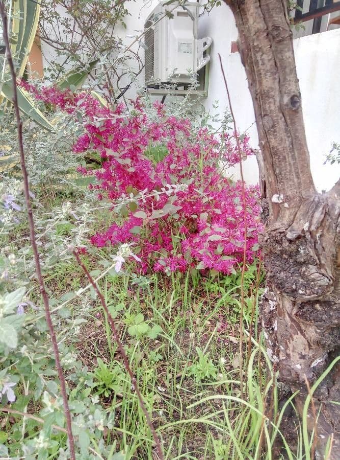 Loropetalum cinese 12