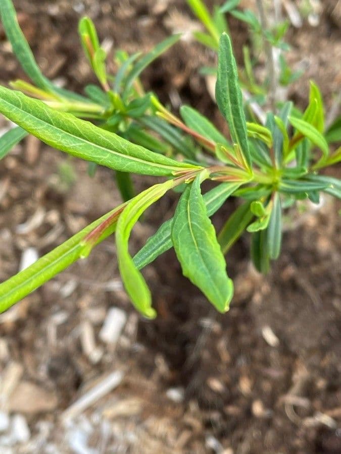 Millepertuis 18