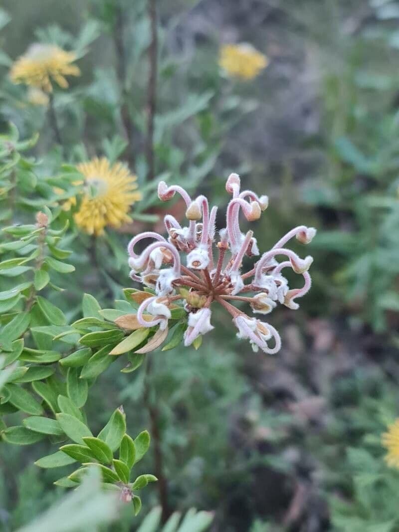 Graue Grevillea 4