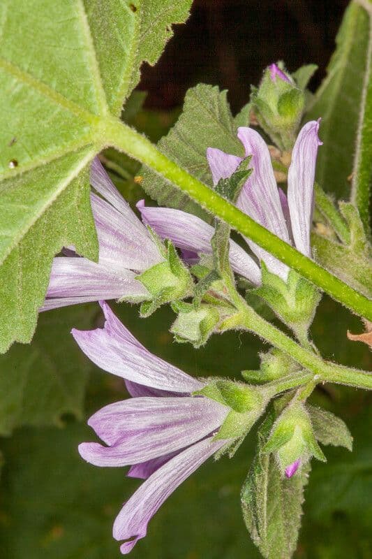 Malva multiflora 22
