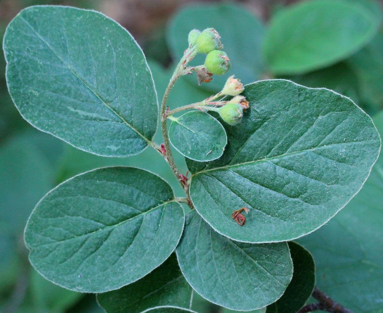 Cotoneaster 10