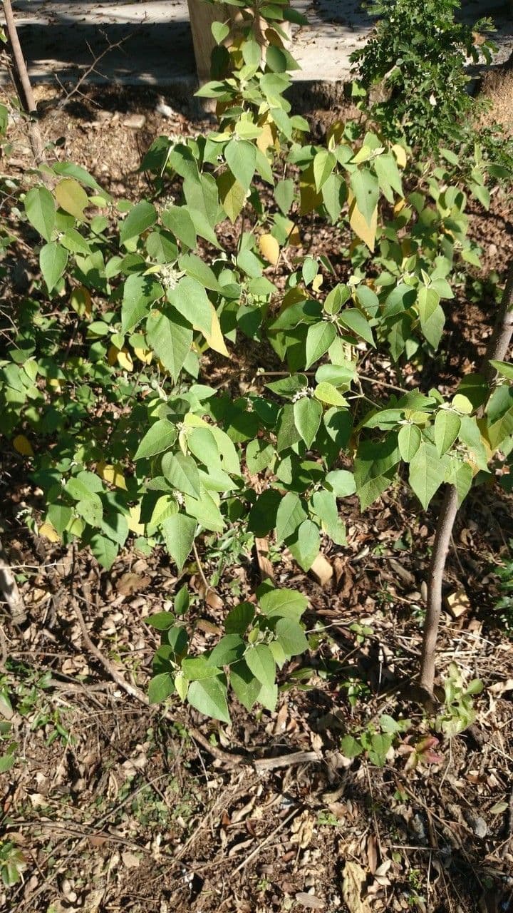Torrey's croton 6