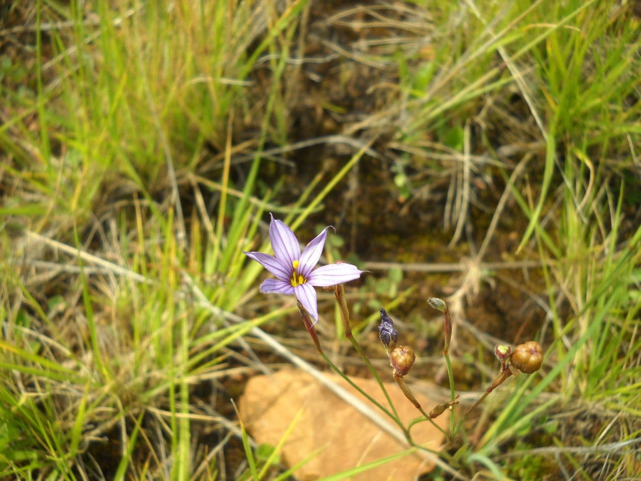 Sisyrinchium 4