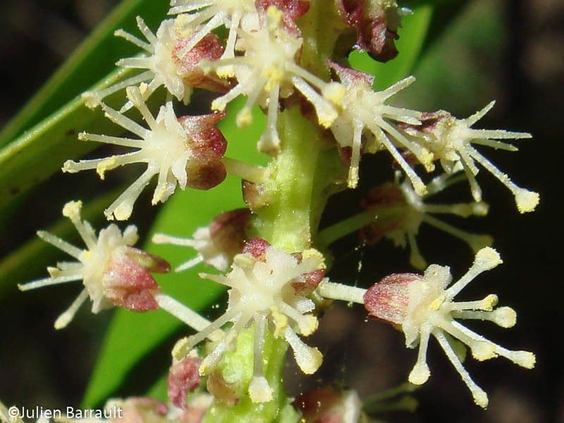 Codiaeum 6