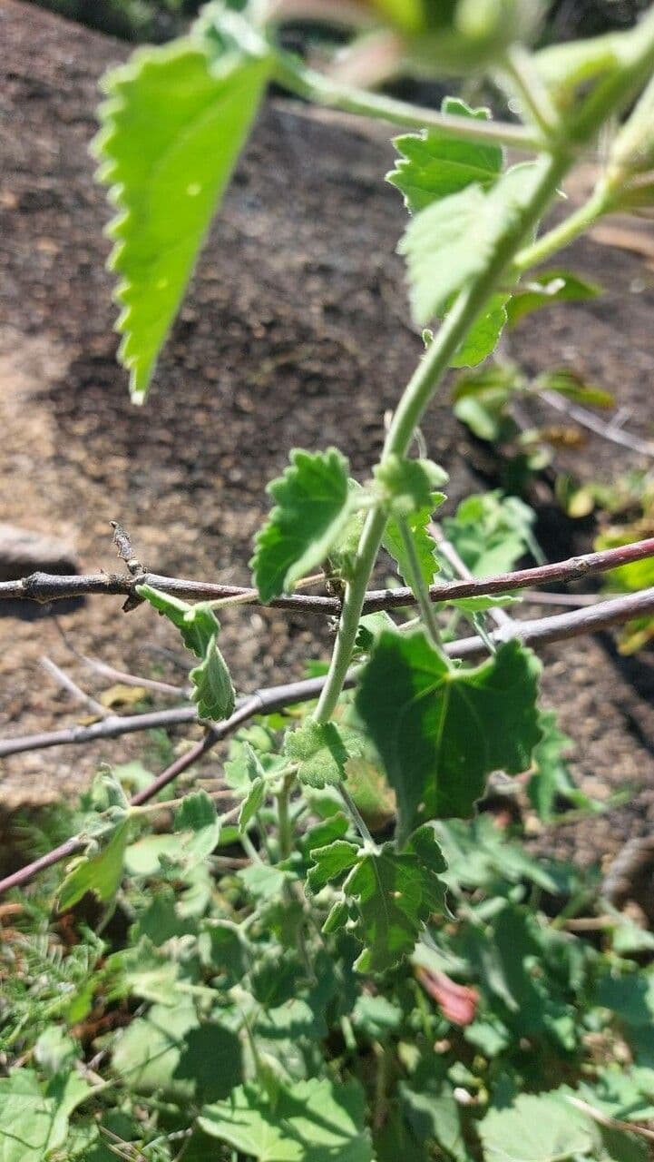 Ibisco vitifoglio 12