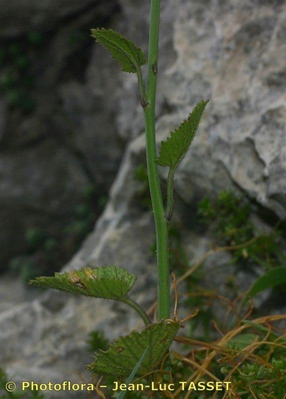 Krabilice 14