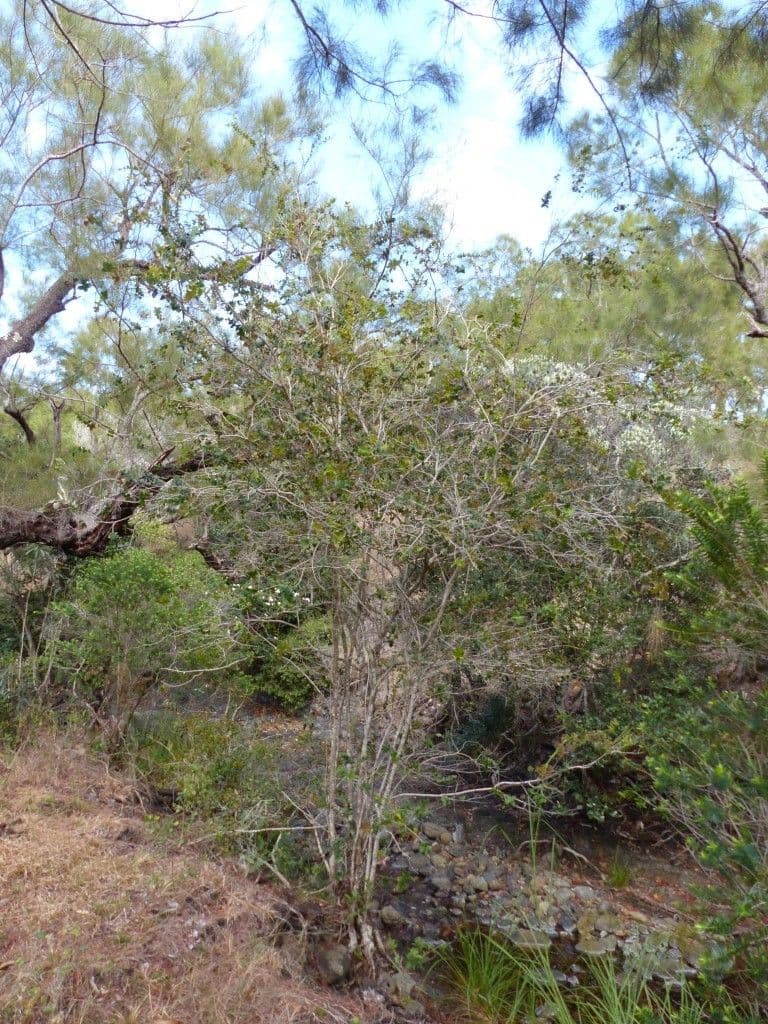 Syzygium 9
